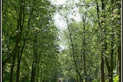 MKSOZ..11001