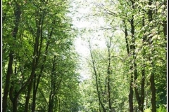 MKSOZ..13001